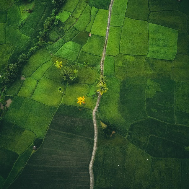 Jalan Setapak Membelah Sawah Hijau dari Atas - Aerial Photography by Alfian Romdoni
